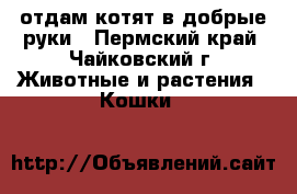 отдам котят в добрые руки - Пермский край, Чайковский г. Животные и растения » Кошки   